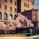 5-weeping-cherry-trees-union-memorial-hospital-600×385